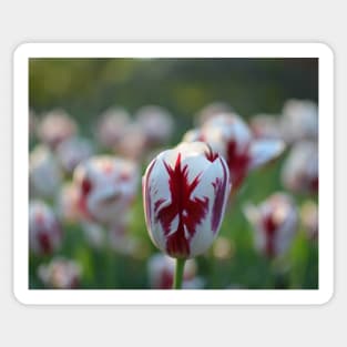 Red and White Tulip in the Boston Public Garden Boston MA Sticker